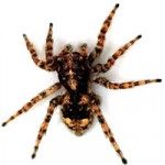Halloween Superstitions and Origins