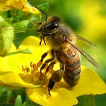 Bees
