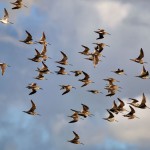 Birds in General