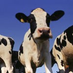 Cattle, Cows and Oxen
