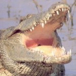 Crocodiles