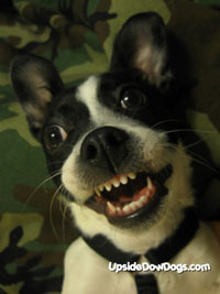 doggy