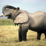 Elephants