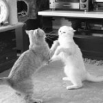 Cats Cats
