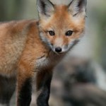 Foxes