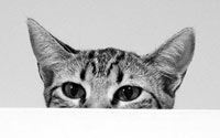 sneaky-cat sneaky-cat