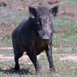Boars
