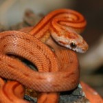 Snakes