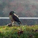 Hawks