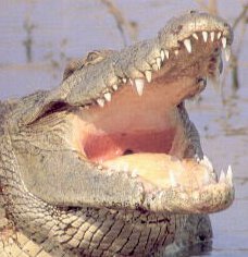 crocodile_yawning_toothy_grin