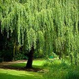 Eladótér (Prince Ékszerüzlet) Willow-tree-160x160