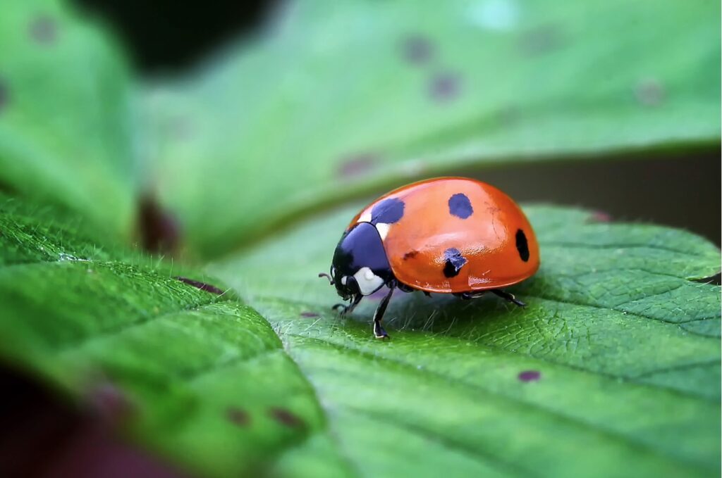 ladybug superstitions lady bird